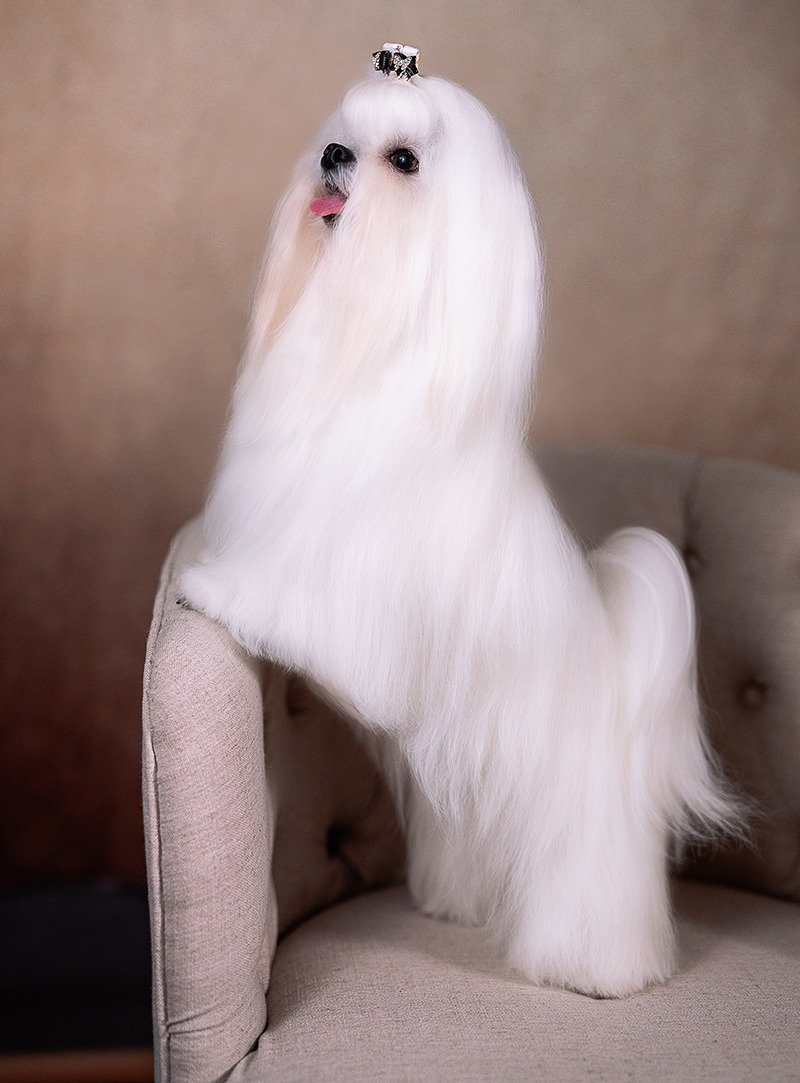 a white dog standing on a chair