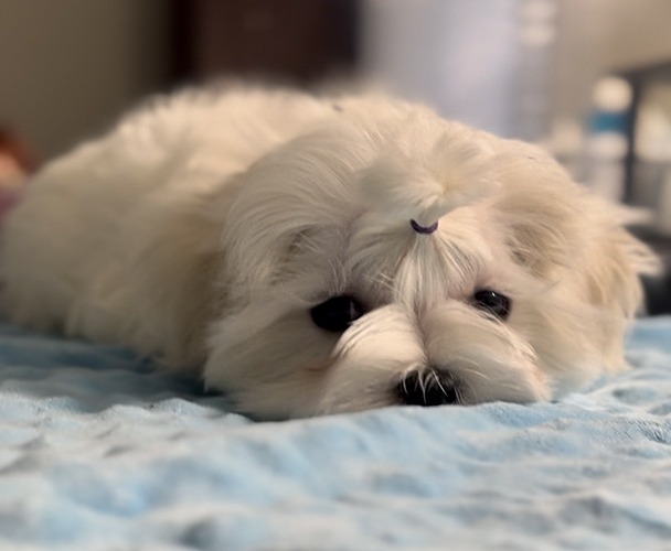 A white dog laying on top of a bed.