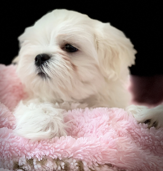 A white dog laying on top of a pink blanket.