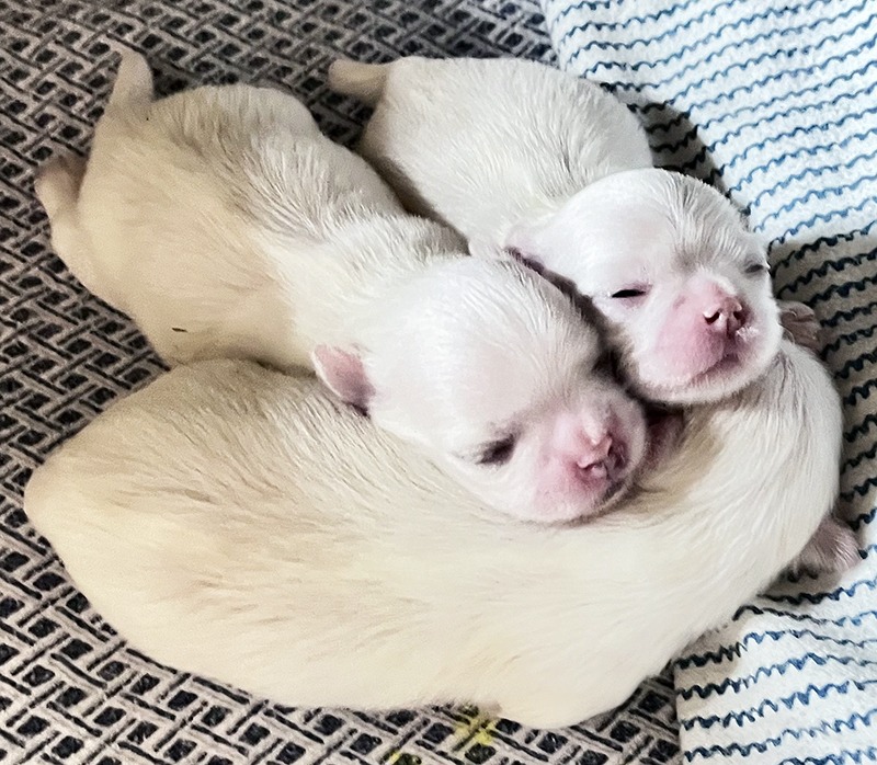 Two puppies are laying on a blanket.