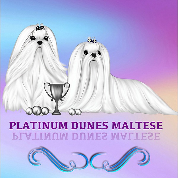 Maltese breeders