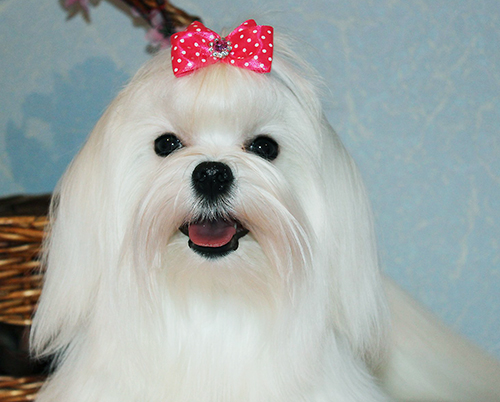 A white dog with a red bow on its head.