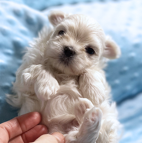 A person holding onto a small white puppy