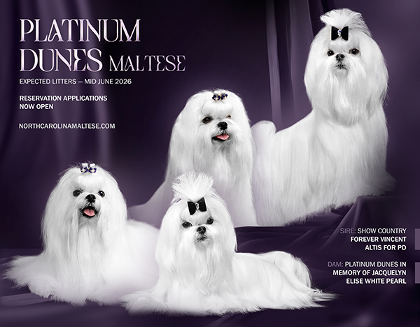 Maltese puppies in North Carolina