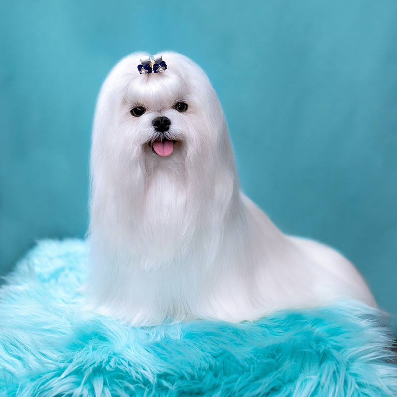 Maltese dog