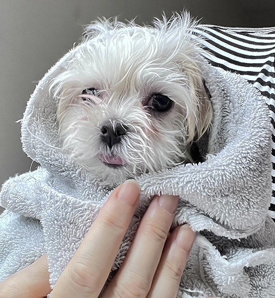 A small white dog wrapped in a towel.