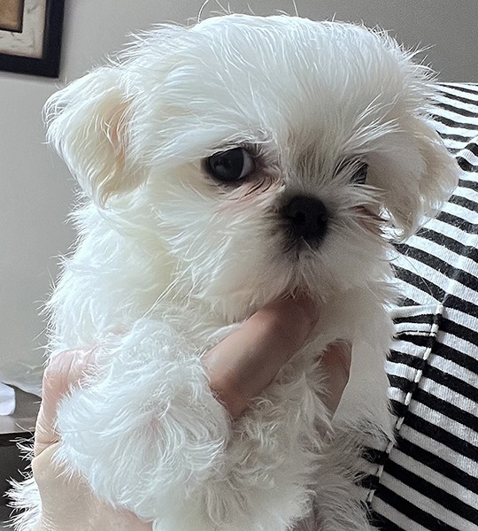 A small white dog is sitting on someone 's lap.