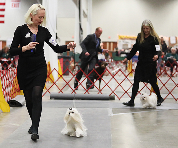 A woman walking her dog on a leash.